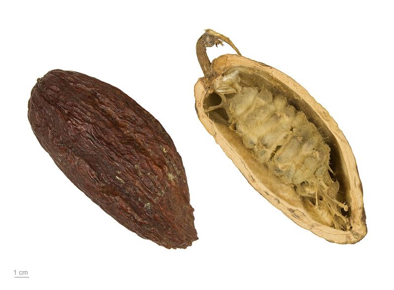 File:Wikifruit-Theobroma-cacao-02.jpg