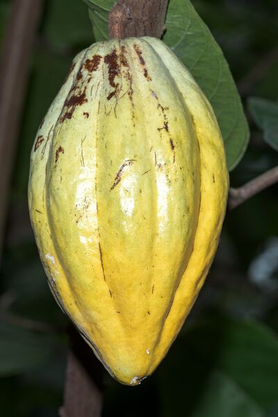 File:Wikifruit-Theobroma-cacao-01.jpg
