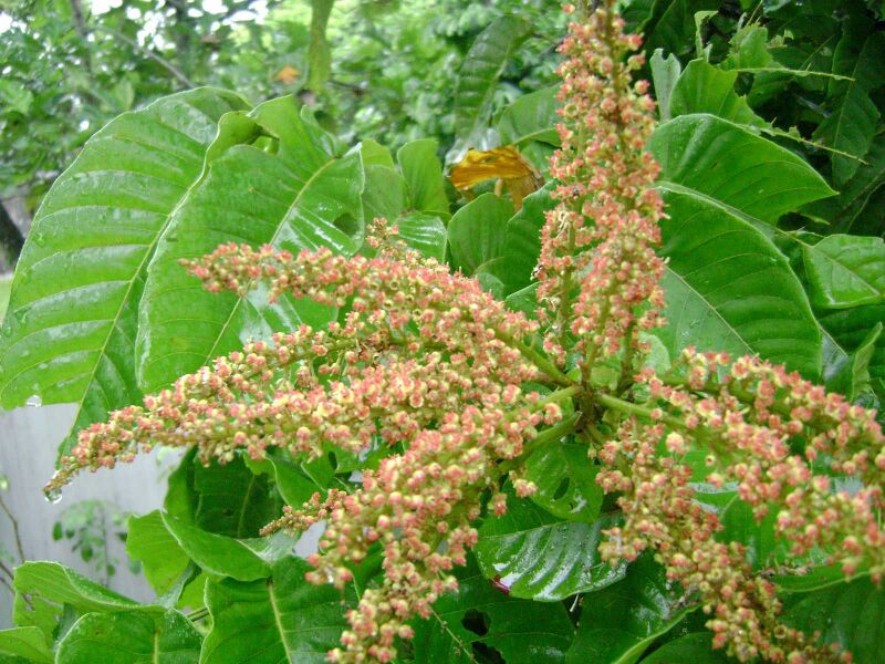 File:Wikifruit-Pometia pinnata, flowering.jpg