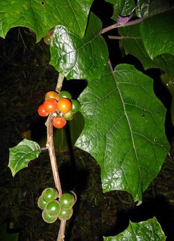 Ripe naranjilla fruit.