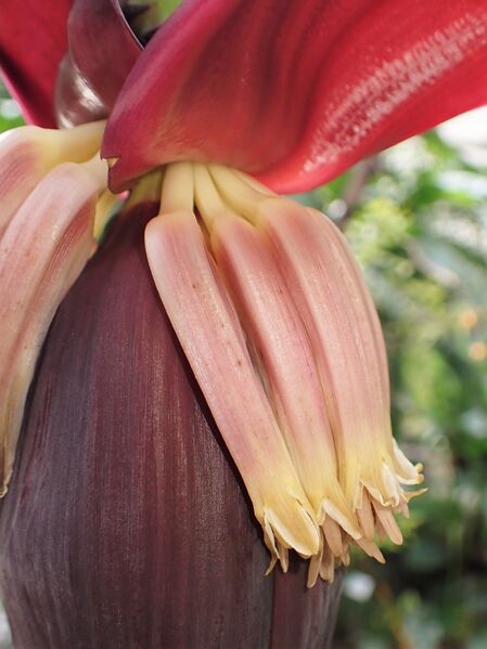 File:Musa acuminata kz01.jpg