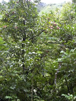 Starr-030807-0039-Syzygium malaccense-habit-Hana Hwy-Maui (24012071743).jpg