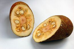 Artocarpus integer.jpg