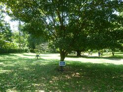 Byrsonima crassifolia tree at the Royal Botanical Gardens Peradeniya, Sri Lanka.