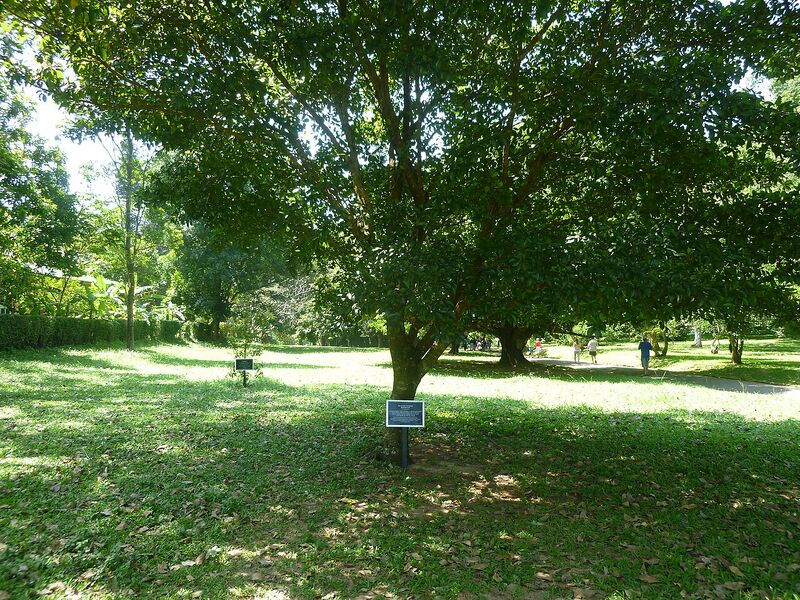 File:Byrsonima Crassifolia-Malphigiaceae.JPG