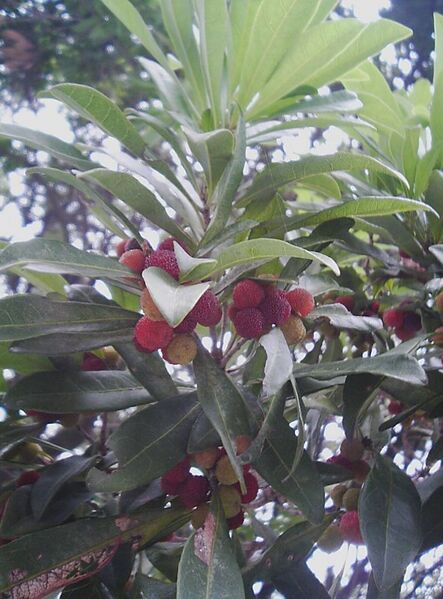 File:Myrica rubra, Tatsuno, Hyogo Prefecture, Japan SA310003.jpg