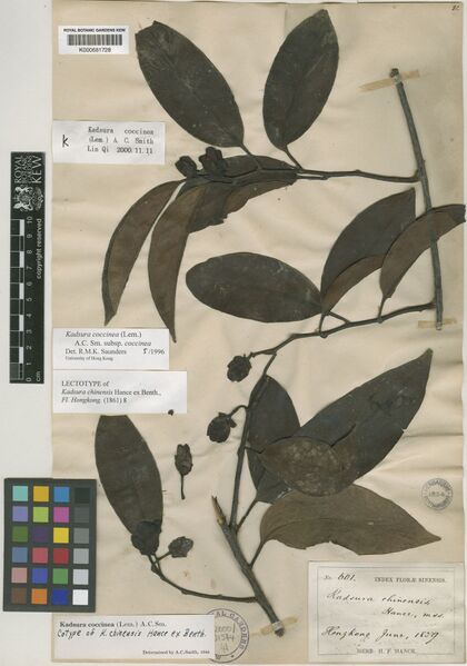 File:Kadsura coccinea.jpg