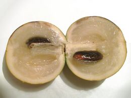 Abiu fruit interior.jpg