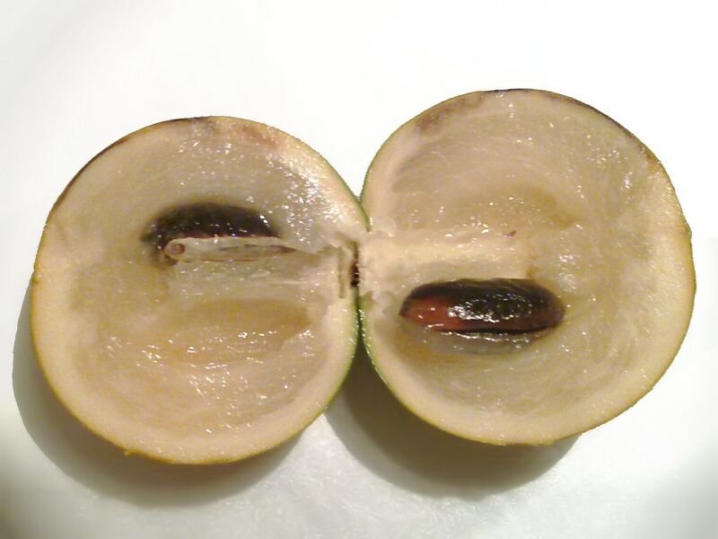 File:Wikifruit-Abiu fruit interior.jpg