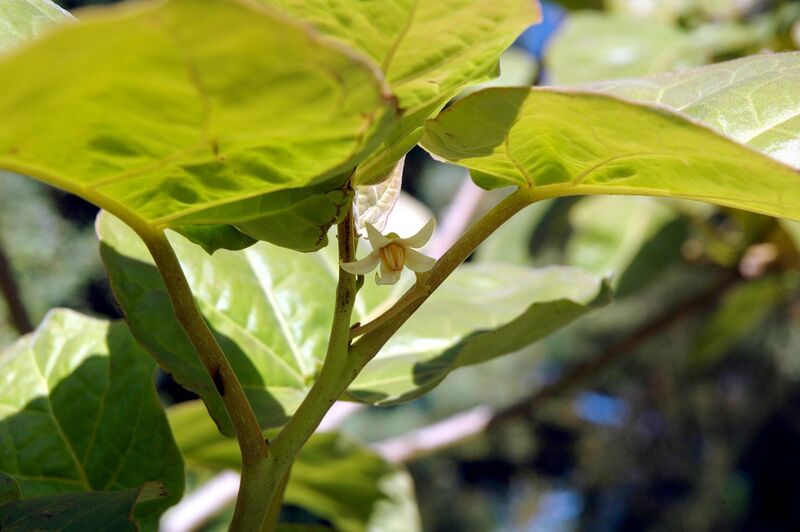 File:Wikifruit-Solanum-betaceum-01.jpg