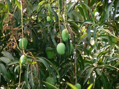 Mango fruit photographed in Maharashtra, India.