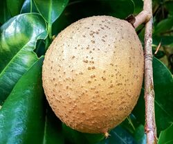 Mammee apple fruit. Photo by Filo gèn’, CC BY-SA 4.0, via Wikimedia Commons.