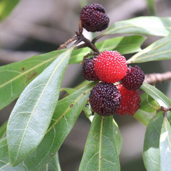 File:Morella rubra (fruits).jpg