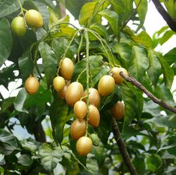 Wampi foliage and fruit clusters. Photo by WingkLEE, public domain, via Wikimedia Commons.
