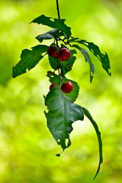 Lovi-lovi fruits. Photo by K Hari Krishnan, CC BY-SA 3.0.