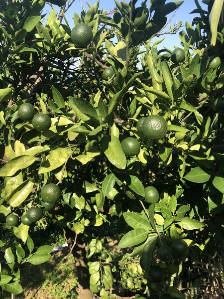 File:Citrus aurantifolia.jpg