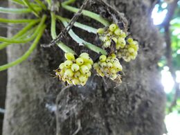 Developing Stelechocarpus burahol fruit; photo by Steve Fitzgerald; CC BY-SA 4.0