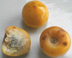Ripe nance fruit.