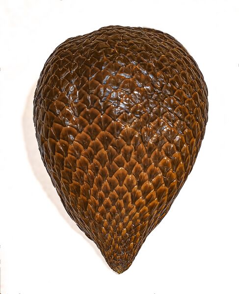 File:Wikifruit-(MHNT) Salacca zalacca - fruit.jpg