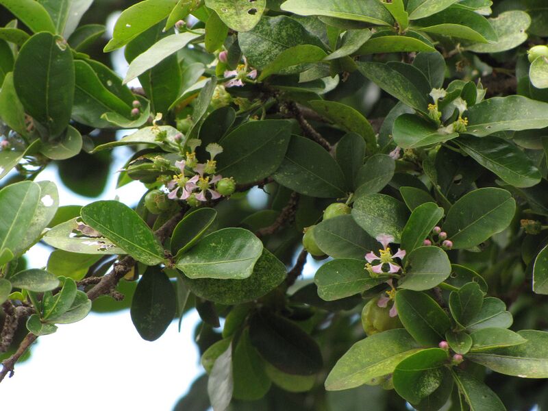 File:Wikifruit-Malpighia-emarginata-03.jpg