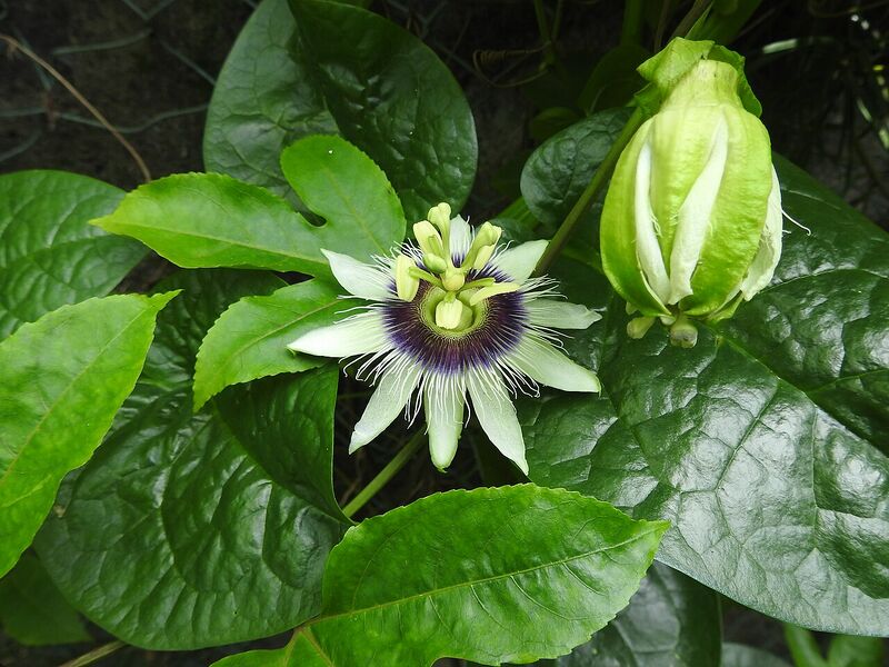 File:Flowers of Passiflora edulis.jpg