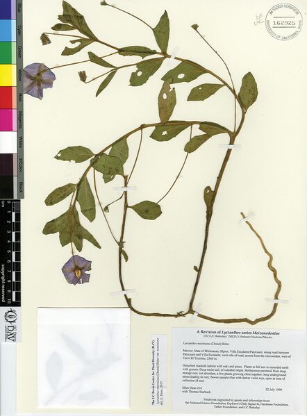 File:Lycianthes moziniana Figure 66.jpg