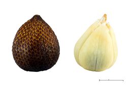Salak fruit, Pondoh cultivar; photo by Crisco 1492; CC BY-SA 4.0