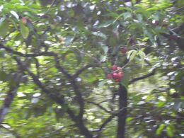 Starr-030807-0173-Syzygium malaccense-fruits-Hana Hwy-Maui (24010558324).jpg