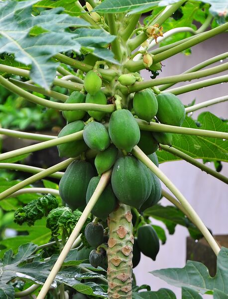 File:Carica papaya 22 08 2012.JPG