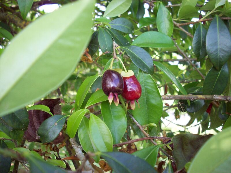 File:RFVC 024.jpg