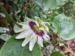 Flowers of Passiflora edulis among foliage.
