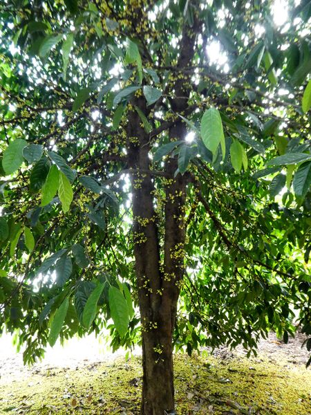 File:Wikifruit-Stelechocarpus-burahol-SF24242-04.jpg