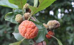 Kadsura leaves and fruit.